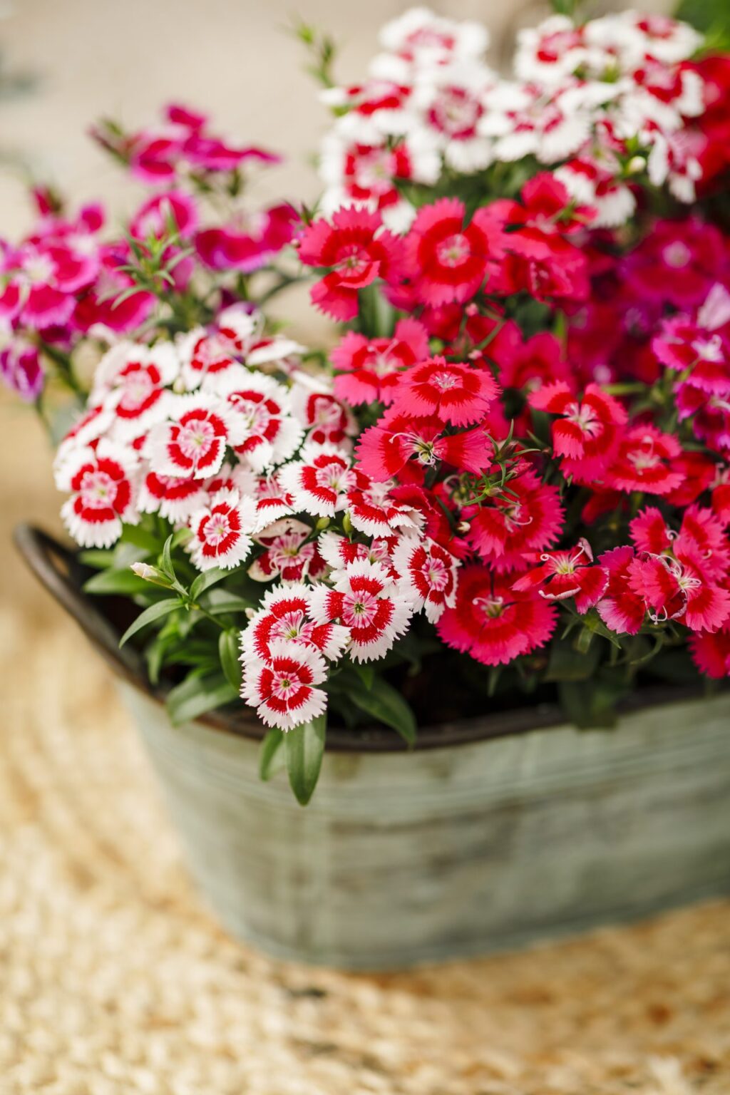 dianthus-8-careyfashion