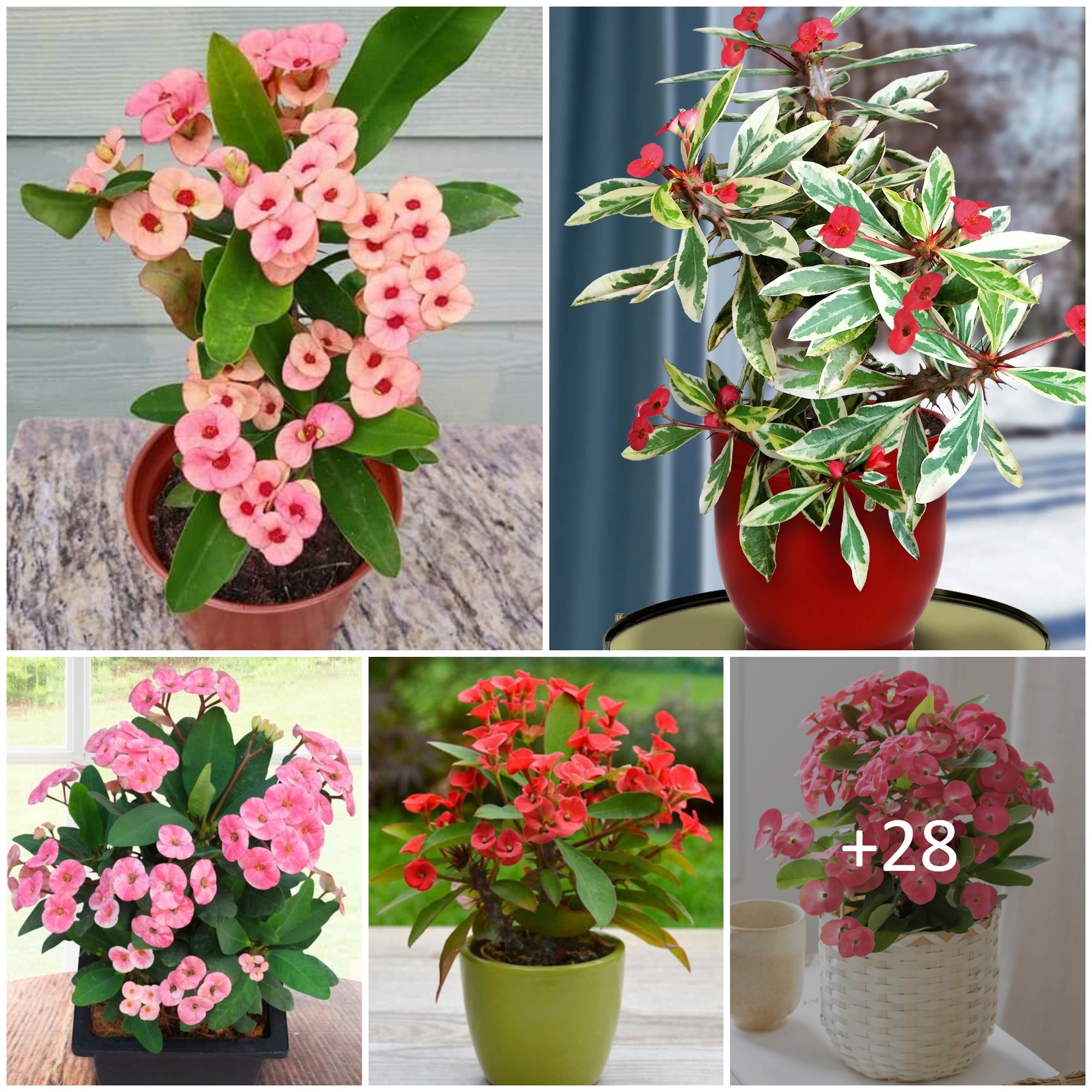 Euphorbia milii 1 – careyfashion.com