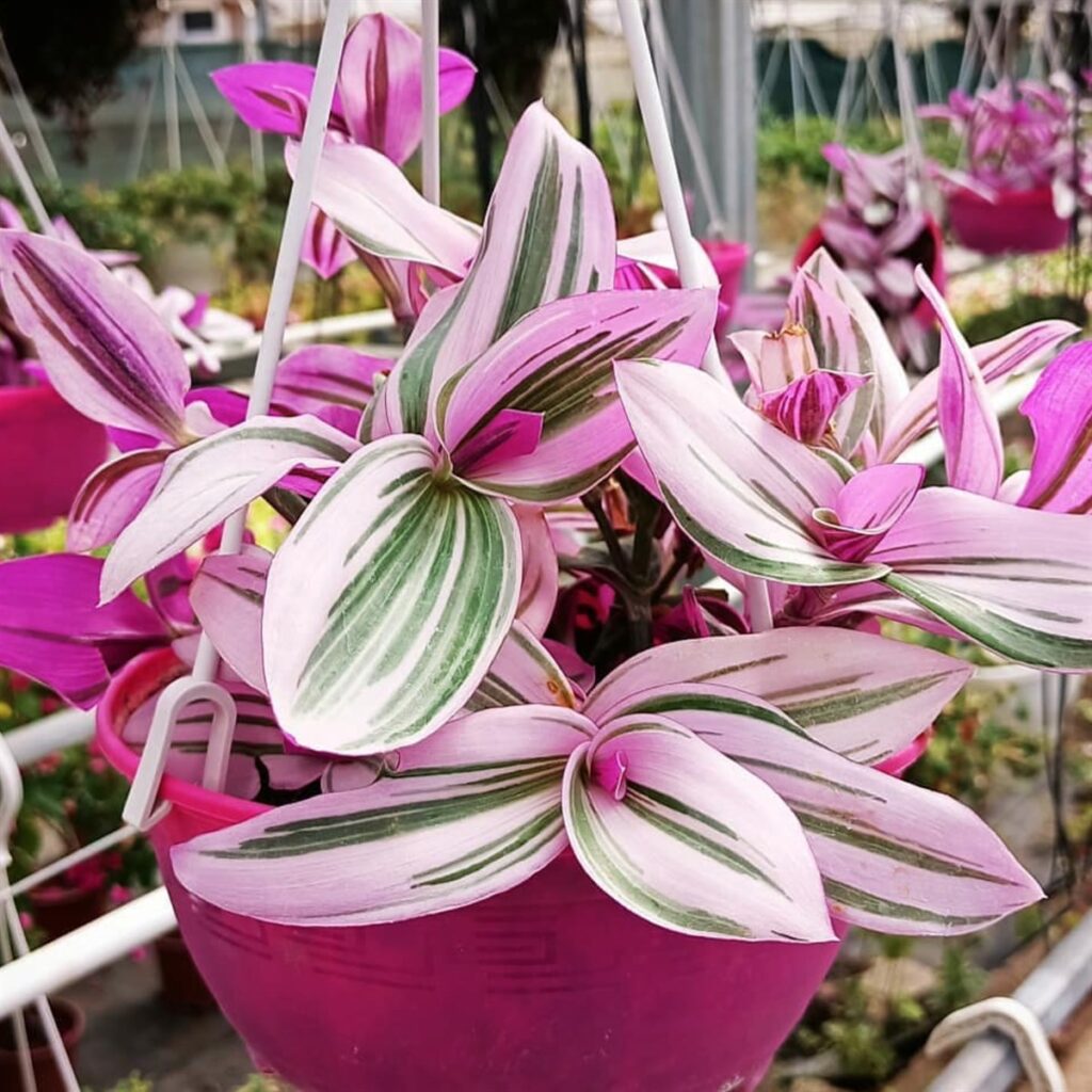 Tradescantia (1) – careyfashion.com