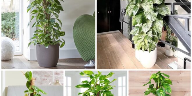 How to Grow a Pothos as a Tree – careyfashion.com