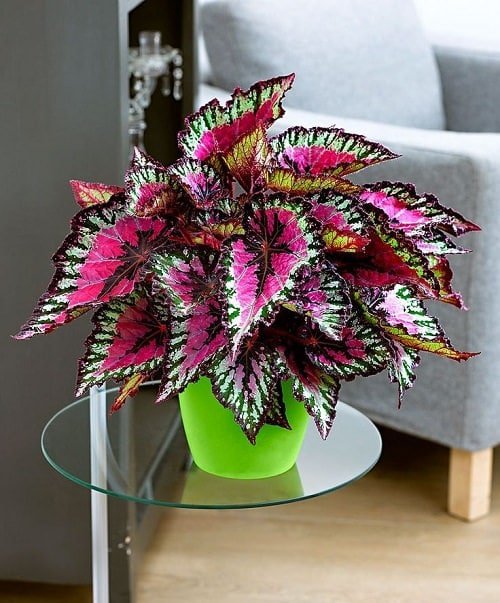  Plant with 4 colored leaves