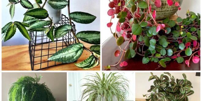 Unique Trailing Plants You Should Grow Indoors – careyfashion.com