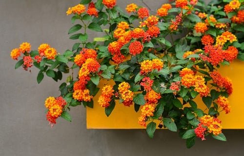 Types of Orange Flowers - Lantana