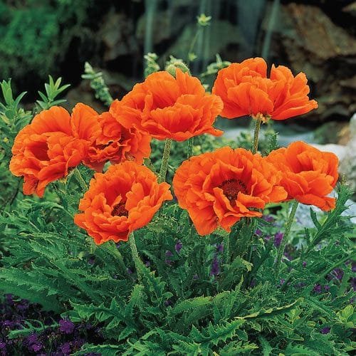 Orange Flowers - Oriental Poppy