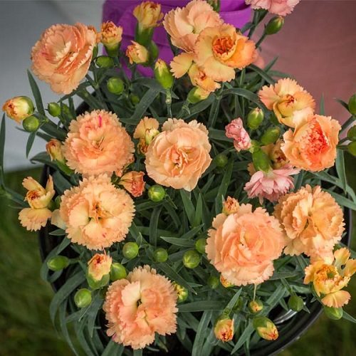 Types of Orange Flowers - Carnation Chabaud Orange