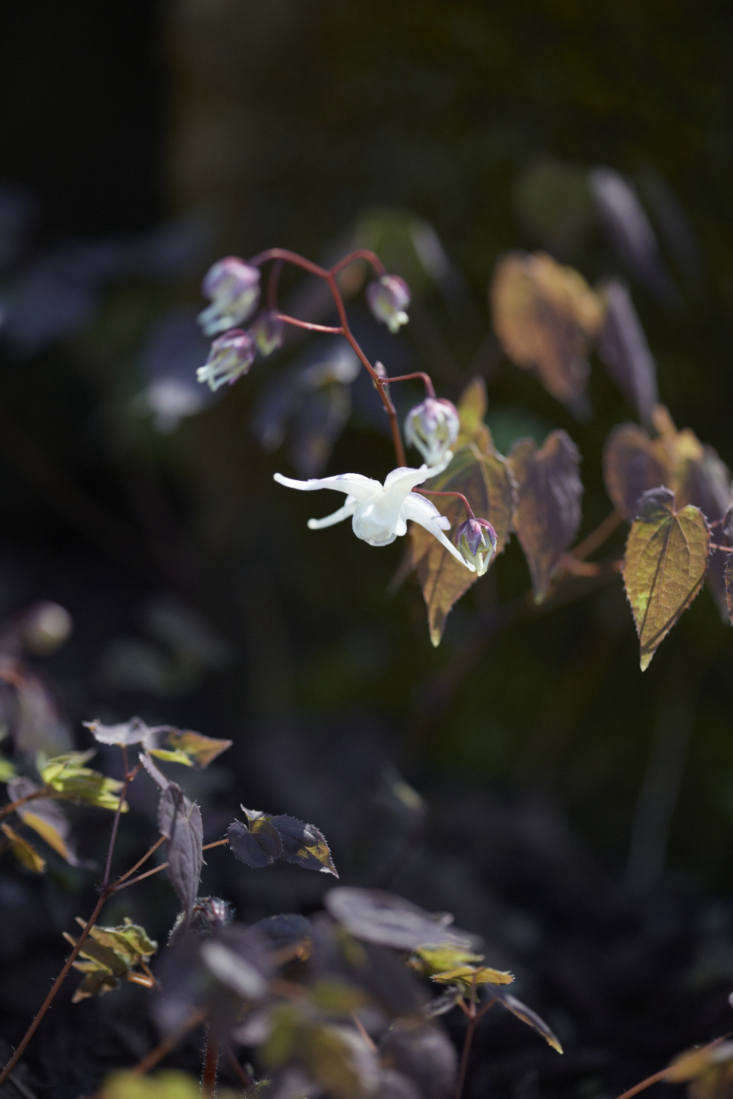 There’s possibly no finer bronze foliage than that of shade-loving epimedium which has delicate heart shaped leaves surrounding exquisitely pretty flowers. The spreading plant makes excellent ground cover. Cut the evergreen foliage back in spring to ensure a fresh mound of foliage.